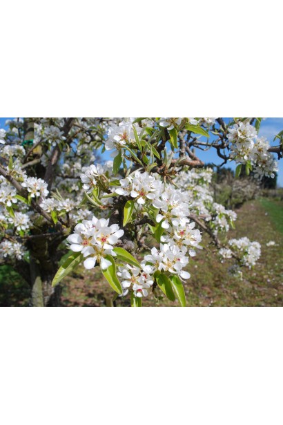 Груша звичайна Лимонка цвітіння